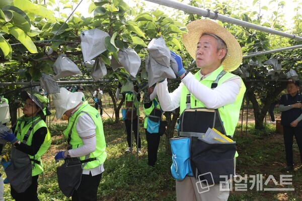 강호동 농협중앙회장과 임직원들이 14일 경기도 안성시 대덕면 일대에서 배봉지 씌우기를 하고 있다 /농협중앙회
