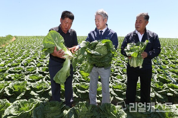 강호동 농협중앙회장(사진 가운데)이 강원도 평창 배추 농가를 방문해 생육 상태를 점검했다 / 농협중앙회