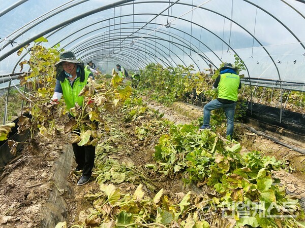 NH농협캐피탈 봉사단은 지난 2일, 충남 논산 농가를 찾아 수해복구 활동을 실시했다. 서옥원 NH농협캐피탈 대표이사(왼쪽)가 멜론 덩굴을 제거하고 있다. 출처 : NH농협캐피탈